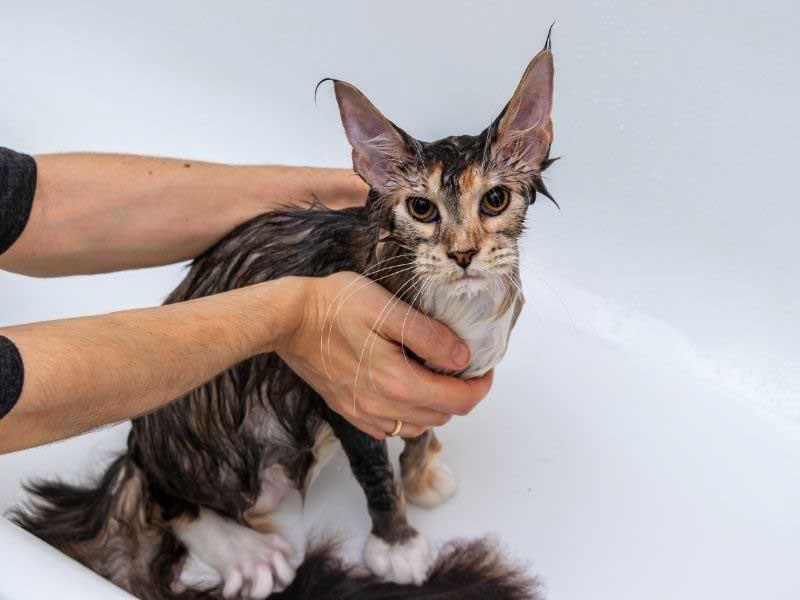 najbolji šampon za mačke