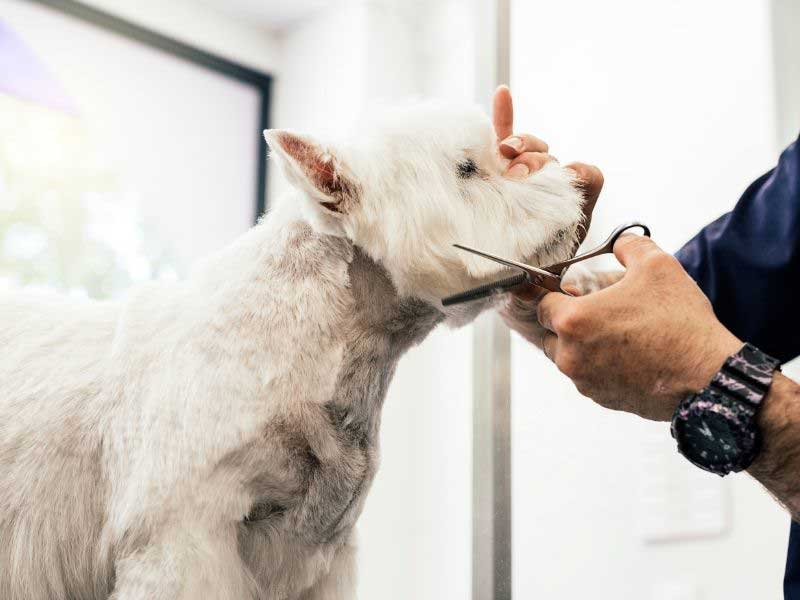 šišanje pasa kao redovna nega dlake