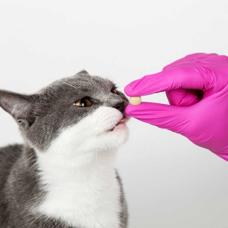 kako mački dati tabletu kroz hranu