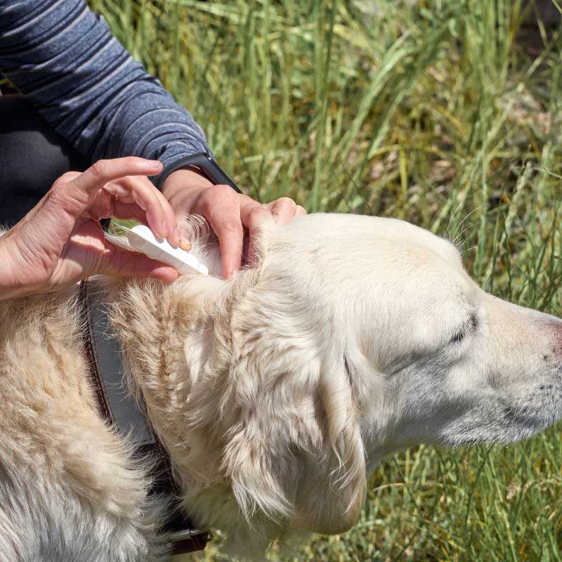 prirodni preparati protiv krpelja kod pasa