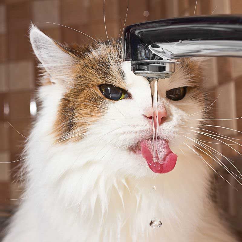 mačka pije puno vode