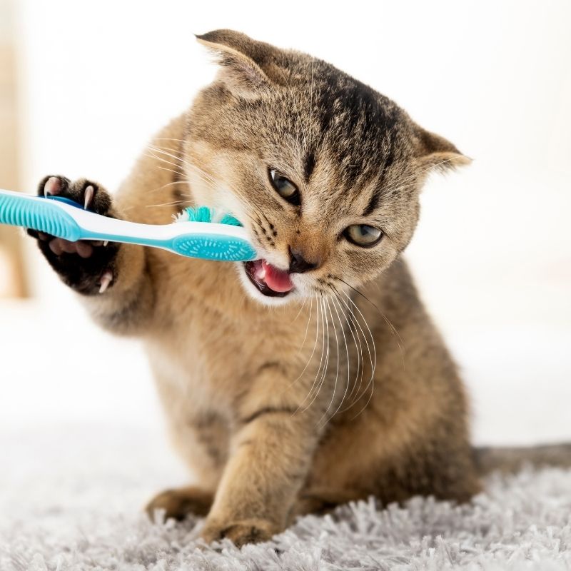 pranje zuba kod mačaka