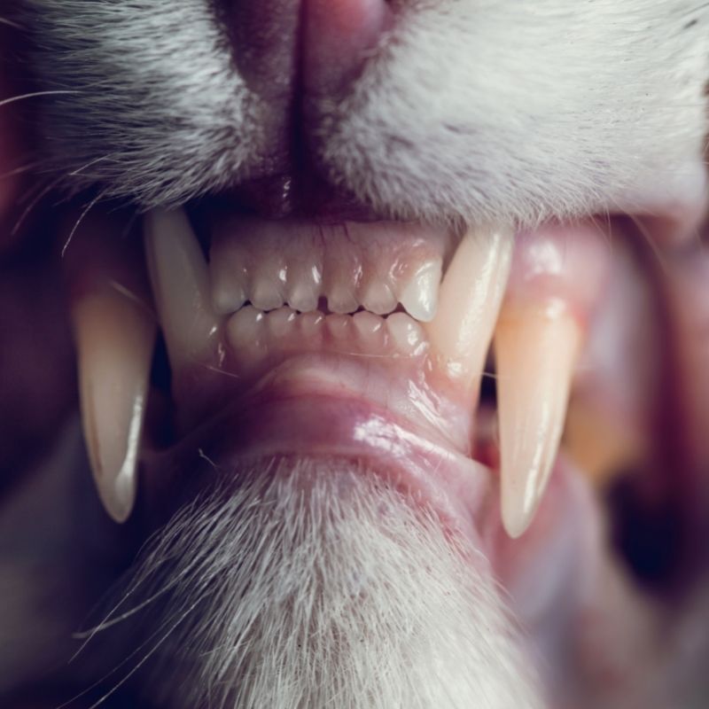 bolesti zuba kod mačke