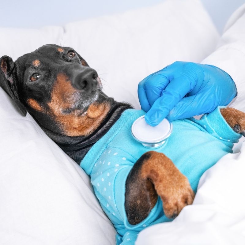 antibiotik za kašalj kod pasa