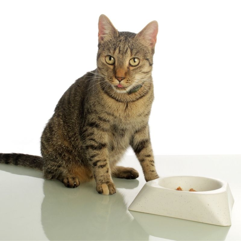 kako stimulisati apetit kod mačke