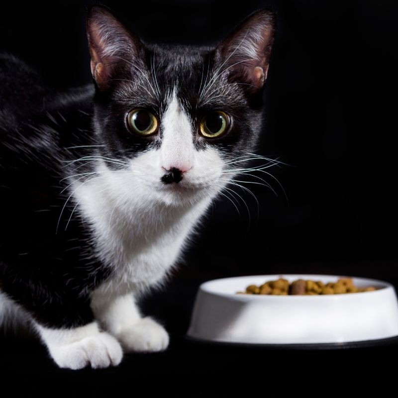 slab apetit kod mačke
