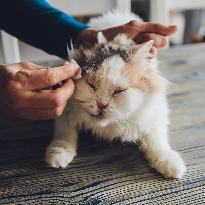 kako lečiti konjuktivitis kod mačaka